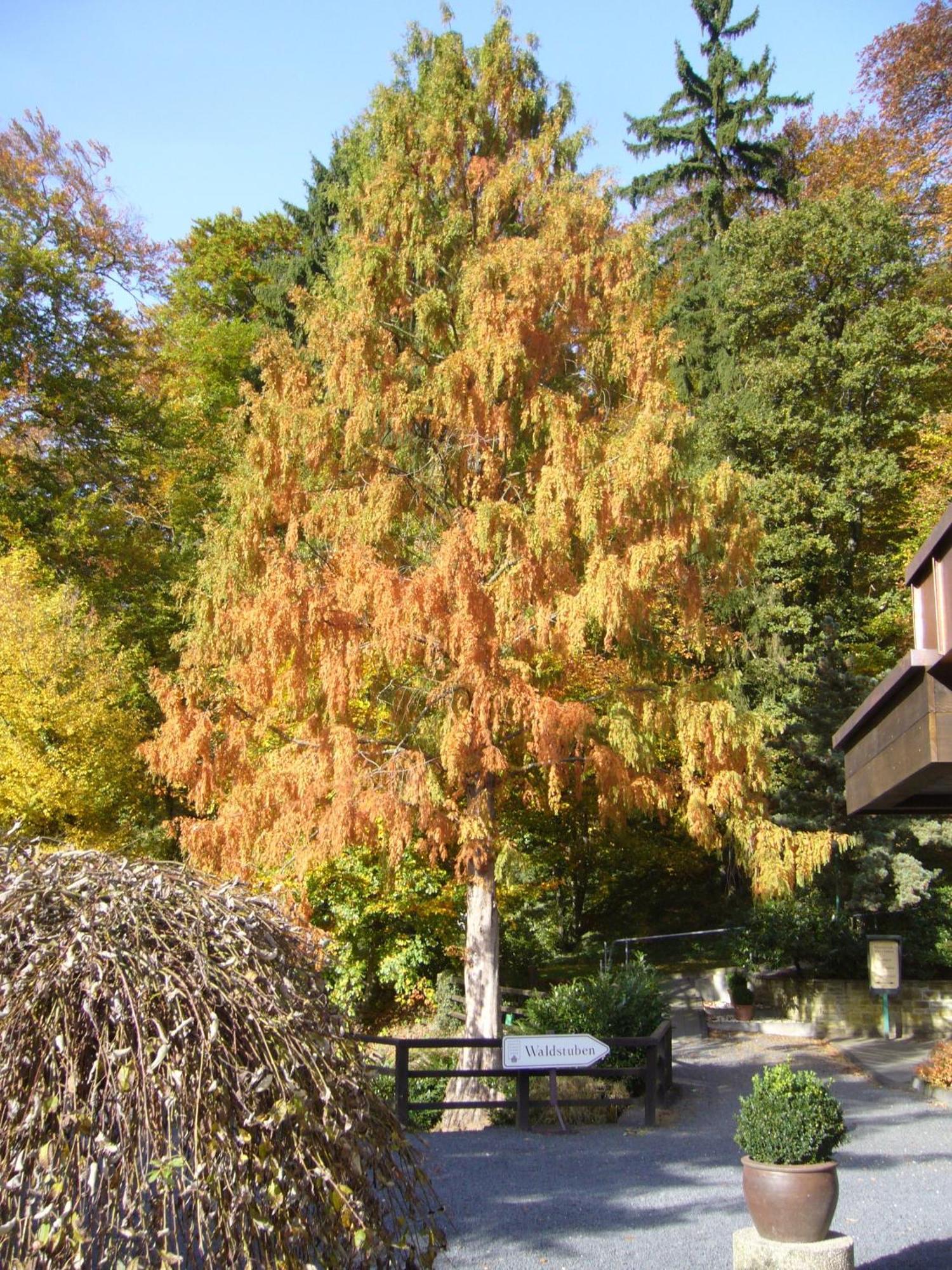 Romantik Waldhotel Mangold Μπέργκις Γκλάντμπαχ Εξωτερικό φωτογραφία
